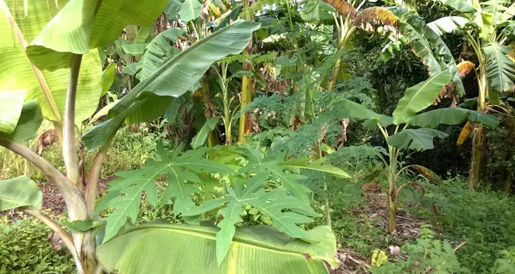 food forest